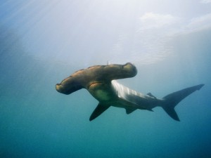 sharkstock