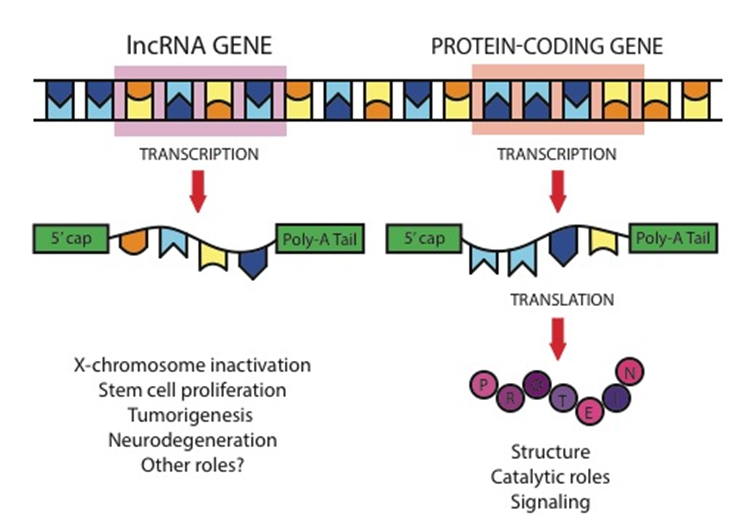 Figure 1: LncRNAs differ from mRNAs primarily because they are not translated into proteins. Both lncRNA molecules and mRNA molecules are transcribed from DNA and modified with 5’ caps and poly-A tails. The mRNA is then “read” in a process called translation, which produces proteins. LncRNA does not produce a protein but goes on to serve a variety of regulatory roles.