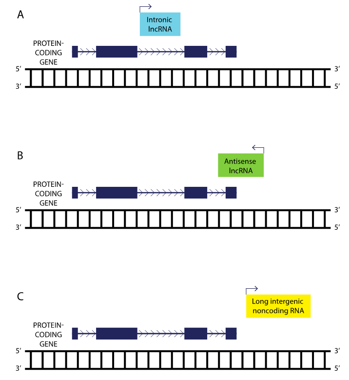 Figure 2: Locations of various types of lncRNAs relative to a neighbor protein-coding gene. Intronic lncRNAs reside in introns within protein-coding genes, antisense lncRNAs overlap with protein-coding genes, and long intergenic noncoding RNAs are found between protein-coding genes.