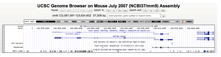 Figure 3: The lncRNA Fendrr in the mouse mm9 version of the UCSC Genome Browser. The UCSC Genome Browser allows researchers to access information about genes that have already been studied and cataloged. For more information, access the UCSC Genome Browser at genome.ucsc.edu.