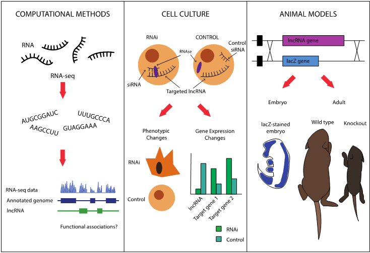 Figure 4: Three approaches to lncRNA research. Using a computational approach, RNA sequencing data is analyzed and matched back to the genome, allowing researchers to compare genomic loci that are transcribed to known protein-coding regions of the genome. Further studies can be conducted in cell culture. RNA interference silences the lncRNA so that comparisons can be made between cells that contain and lack the specific lncRNA. Finally, animal models provide important information about lncRNA function. In these animals, the lncRNA has been removed from the genome and oftentimes is replaced by a reporter gene. Knockout animals demonstrate the phenotypic consequences of the deletion of a lncRNA gene. In addition, tissues can be stained to examine the time points and locations of lncRNA expression.