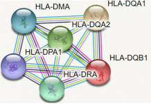 The HLA-DQB1 gene and its relationship with narcolepsy