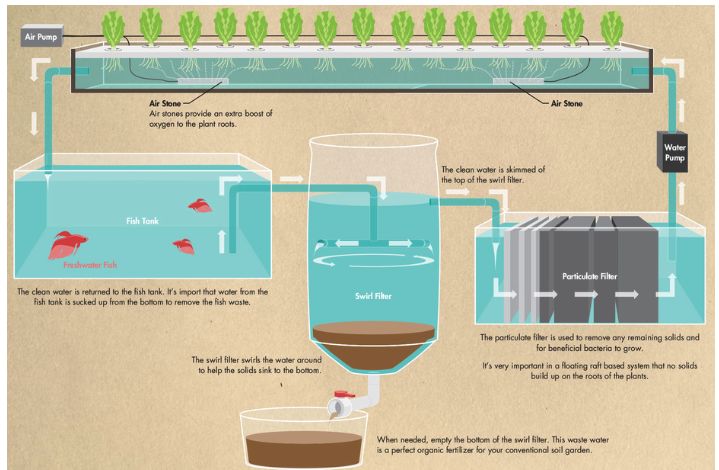 Lee, Figure 1. Schematic Diagram of Raft Based Aquaponic System (Desima, 2016)