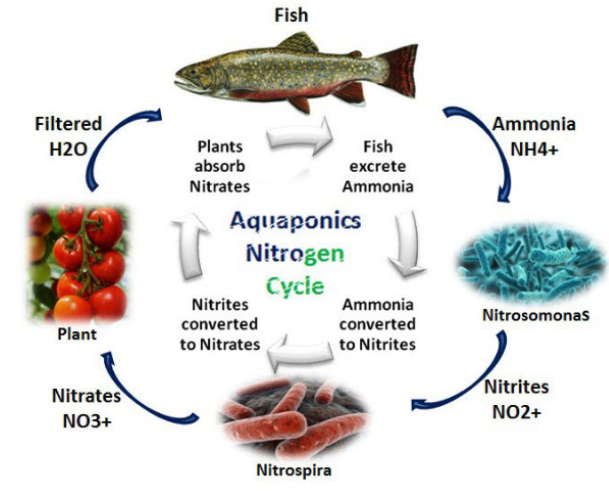 Lee, Figure 2. Nitrogen Cycle in Aquaponics (“Consulting in Agriculture,” n.d.)
