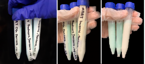 Garg, Jana, Rai, Wu Fig. B: First check of MBRT with expired milk samples and last check of MBRT. It is showing a minimal color loss in the Organic Valley and Producers samples, with a significant color change in Lucerne. (left to right)