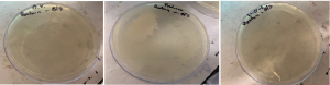 Garg, Jana, Rai, Wu Fig. E: After 24 hours after expiry, there was no bacterial growth visible on the Organic Valley plate, the Producers plate had fungal contamination, and bacterial growth was present on Lucerne plate (left to right).