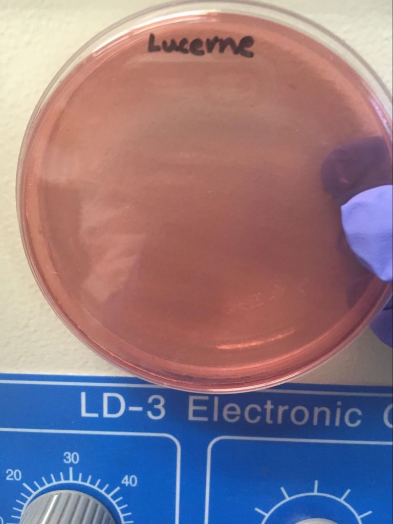 Garg, Jana, Rai, Wu Fig. I: Negative growth on MacConkey plates, possibly suggesting the bacterial growth is not E. coli as MacConkey is a selective media for coliform.
?