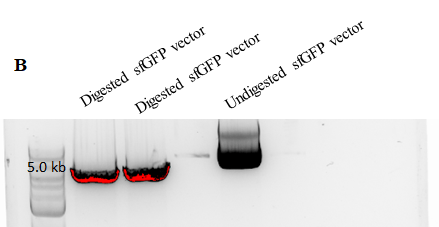 Srivastava, Figure 1b