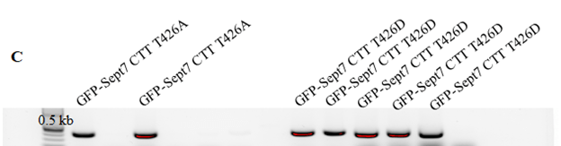 Srivastava, Figure 1b