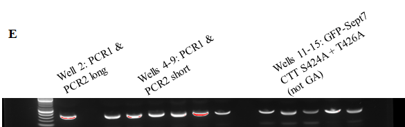 Srivastava, Figure 1b