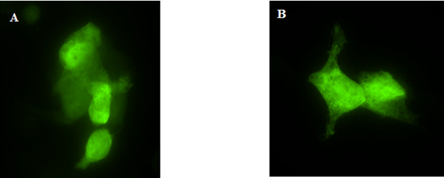 Srivastava, Figure 2