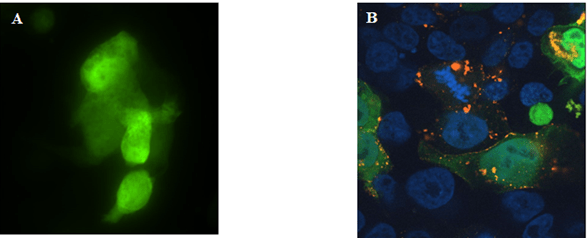 Srivastava, Figure 3