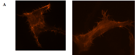 Srivastava, Figure 4