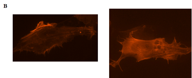 Srivastava, Figure 4