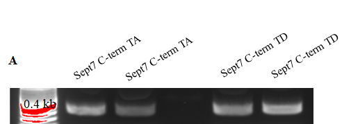 Srivastava, Figure 1b