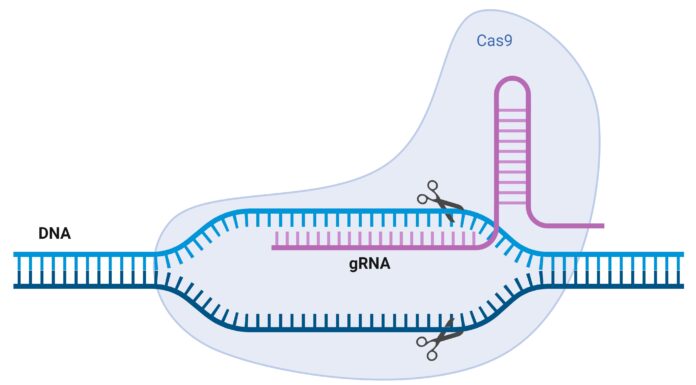 2-Figure-2-CRISPR-Cas-System