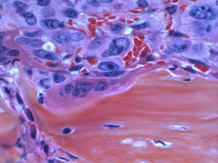national-cancer-institute-SP2C8o2EZBw-unsplash