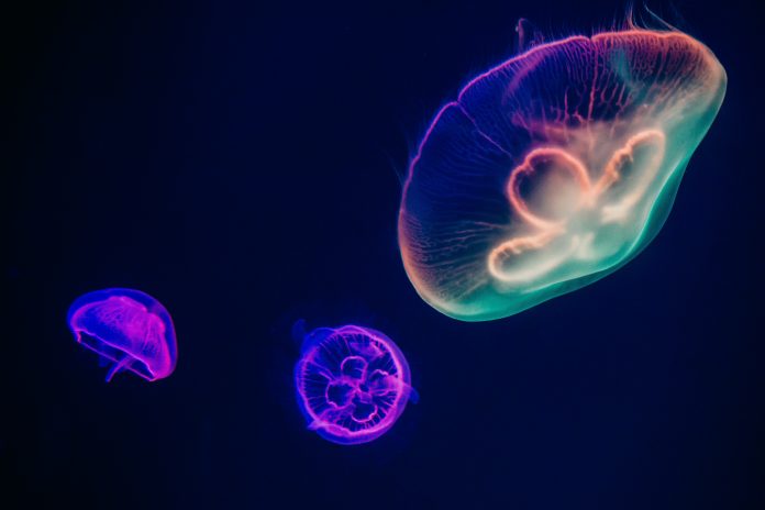 irina-iriser-dxk6tMxNkJY-unsplash