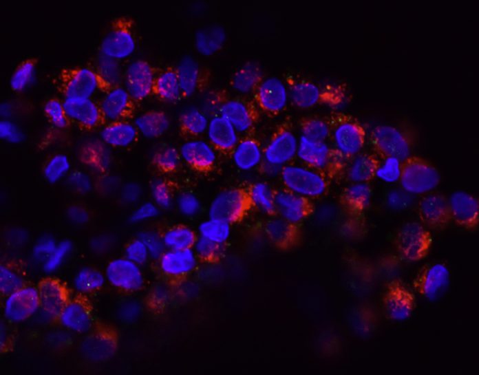 national-cancer-institute-evhLgfOjU5Y-unsplash