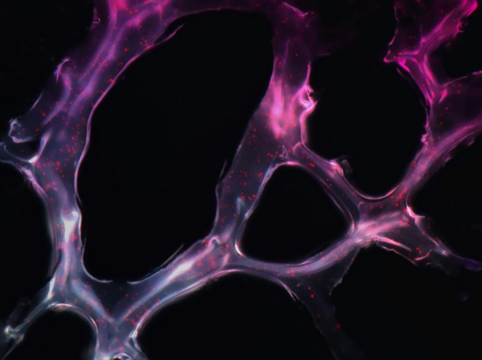 national-cancer-institute-kk-9vQ0pFxM-unsplash