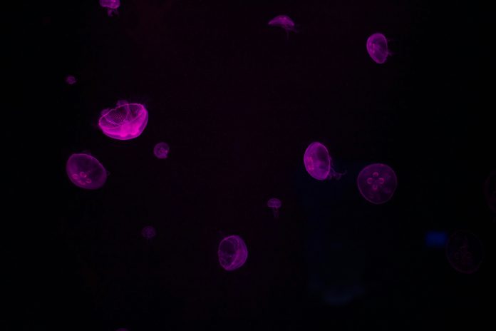 joshua-rodriguez-5pO48yvjg9s-unsplash