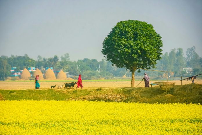 mutasim-billah-mahin-ANuZ3nG8704-unsplash