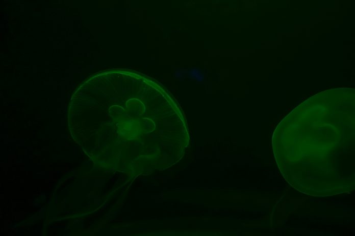 yan-ots-UbUj9oAaH1E-unsplash