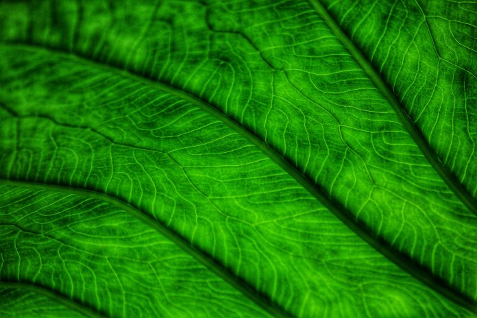 dibakar-roy-9JevRvFjdlY-unsplash