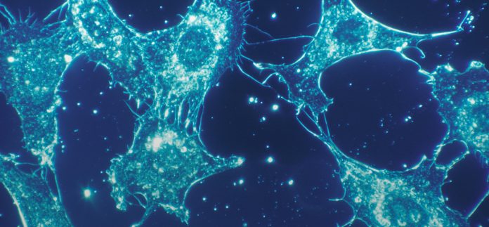 national-cancer-institute-1PpyUZceg_I-unsplash